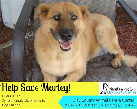 Clay county animal shelter - Clay County Animal Services. 3984 State Road 16 West. Green Cove Springs, FL 32043. (904) 269-6342. (904) 284-6342. (352) 473-2112. Contact Clay County Animal Services. Visit Website. View Found Animals at this Shelter.